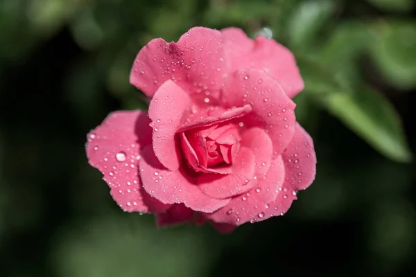 Beautiful Colorful Rose Water Drops — Stock Photo, Image