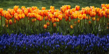 Bahçede turuncu renkli lale çiçekleri açar.