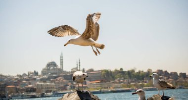 Arka planda cami olan martı gökyüzünde uçuyor.
