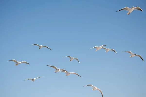 背景として青い空を飛ぶカモメ — ストック写真