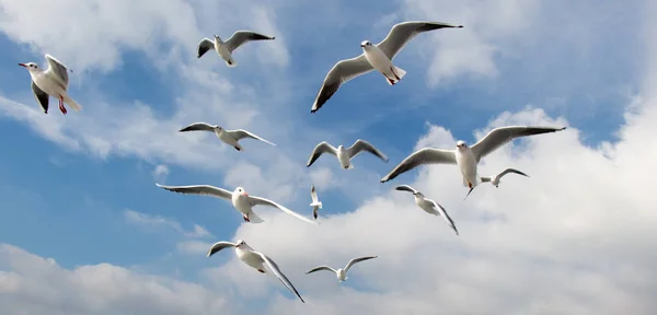 Gołębie Latać Niebo Nad Morzem Stambule Środowisku Miejskim — Zdjęcie stockowe