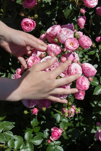 Lindas Rosas Frescas Mão — Fotografia de Stock