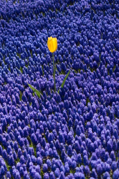 Einzelne Tulpenblume Blüht Frühling — Stockfoto