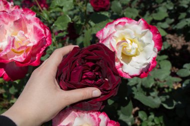 Renkli bir gül çiçeğini tutarken