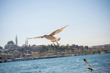 Arka planda cami olan martı gökyüzünde uçuyor.