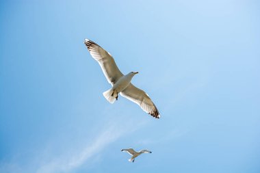 Arka plan olarak gökyüzünde uçan martılar