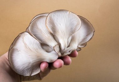 İstiridye mantarı ya da Pleurotus ostreatus kolayca ekilmiş mantar.
