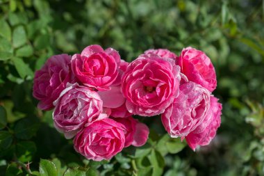 Bahçenin arka planında çiçek açan güzel renkli güller.