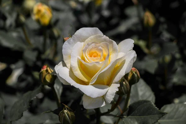 Bahçe Arka Planında Güzel Renkli Gül Çiçeği — Stok fotoğraf