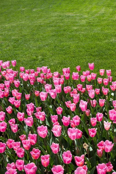 Bunte Tulpenblumen Blühen Garten — Stockfoto