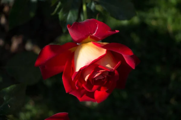 庭の背景に美しいカラフルなバラの花 — ストック写真