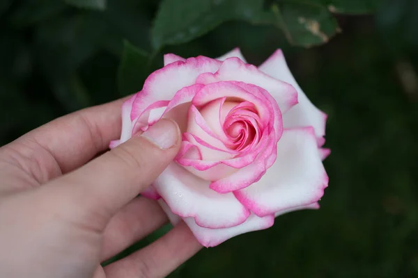 Ręka Trzyma Kolorowy Kwiat Róży — Zdjęcie stockowe