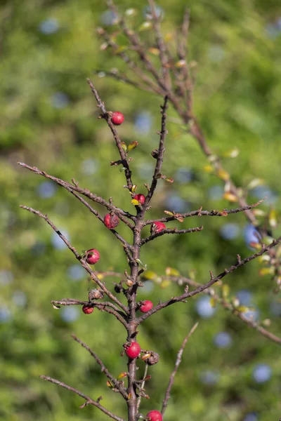 Fruits Sauvages Trouvés Dans Arbre Dans Nature — Photo