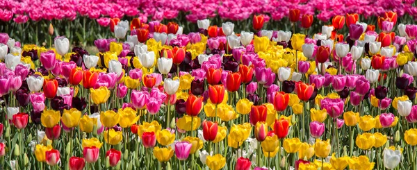 Tulpenblumen Verschiedenen Farben Blühen Frühling Garten — Stockfoto