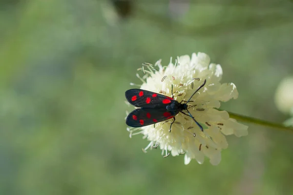 Red Bug Voeden Met Bloemen Natuur — Stockfoto