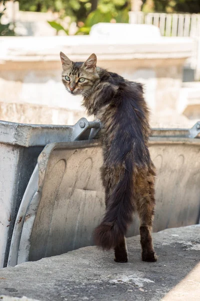 Gato Callejero Visto Calle Ciudad —  Fotos de Stock