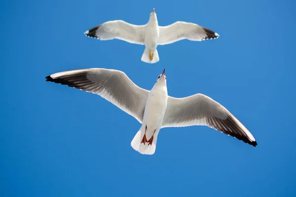 Paar Von Möwen Fliegen Blauem Himmel Hintergrund — Stockfoto