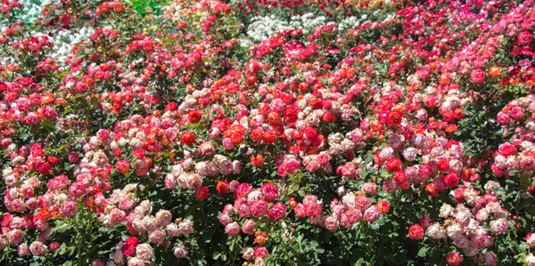 Bloeiende Prachtige Kleurrijke Rozen Tuin Achtergrond — Stockfoto