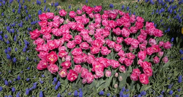 庭にピンク色のチューリップの花を咲かせます — ストック写真