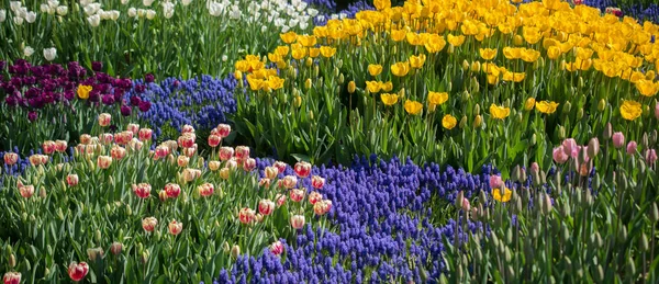 Bahar Mevsiminde Açan Lale Çiçekleri — Stok fotoğraf