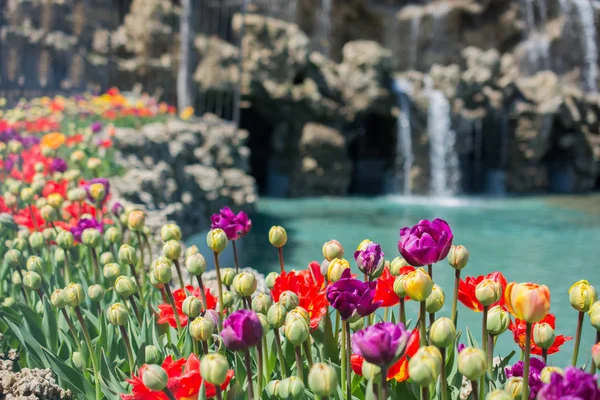 Bahar bahçesinde açan çeşitli renkte lale çiçekleri.