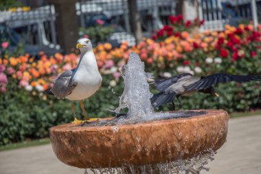 Gül bahçesindeki çeşmenin yanında martı