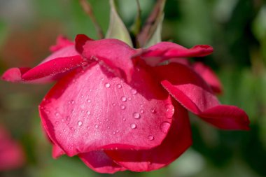 Üzerinde su damlaları olan güzel renkli bir gül.