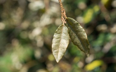 Arkaplan olarak yeşil ağaç yaprakları