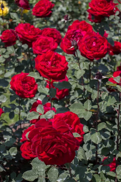 Цветущие Красивые Цветущие Розы Фоне Сада — стоковое фото