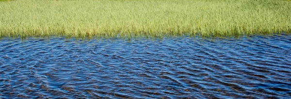 Bela Grama Verde Junto Lagoa — Fotografia de Stock