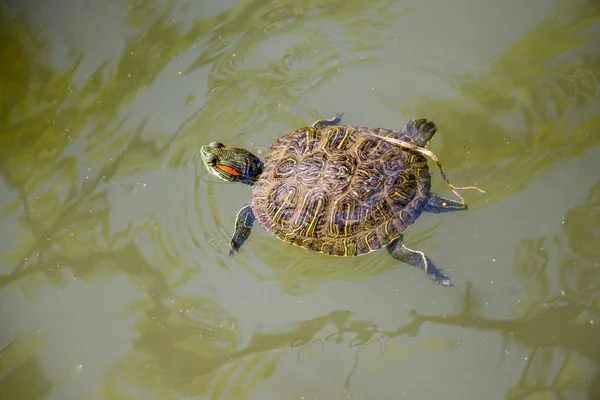 물에서 외로운 거북이 — 스톡 사진