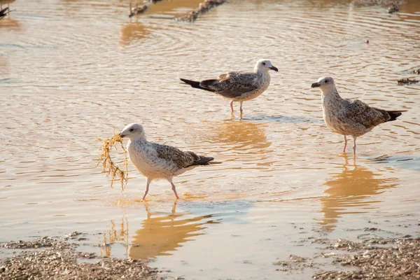 Möwen Ruhen Auf Dem Boden Mit Schlammigem Wasser — Stockfoto