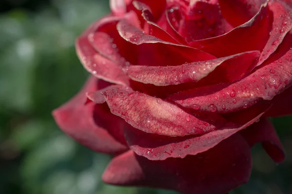 Hermosas Rosas Frescas Vista Cerca —  Fotos de Stock