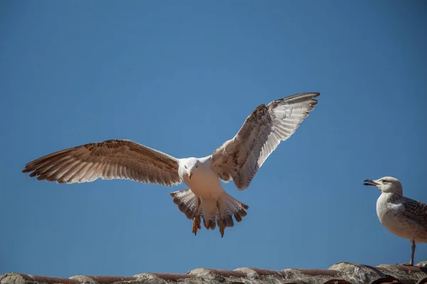 Single Seagull Sitting Roof — Stock Photo, Image