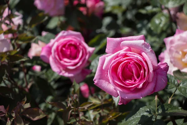 Flores Hermosas Rosas Colores Fondo Del Jardín —  Fotos de Stock