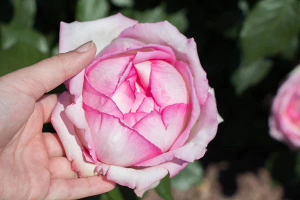 Mano Sosteniendo Una Colorida Flor Rosa — Foto de Stock