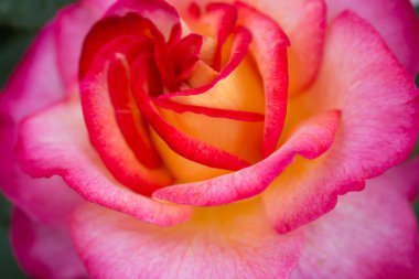 Yakından bakınca güzel taze güller.