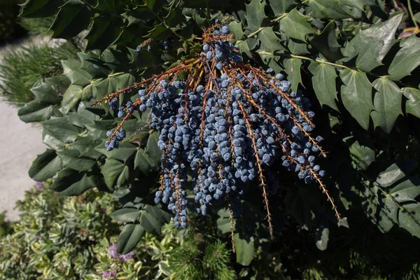 Άγρια Φρούτα Που Βρίσκονται Στο Δέντρο Στη Φύση — Φωτογραφία Αρχείου