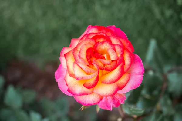 Hermosa Flor Rosa Colorida Fondo Del Jardín — Foto de Stock