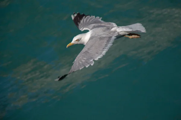 Una Sola Gaviota Volando Con Mar Como Fondo — Foto de Stock