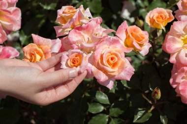 Renkli bir gül çiçeğini tutarken