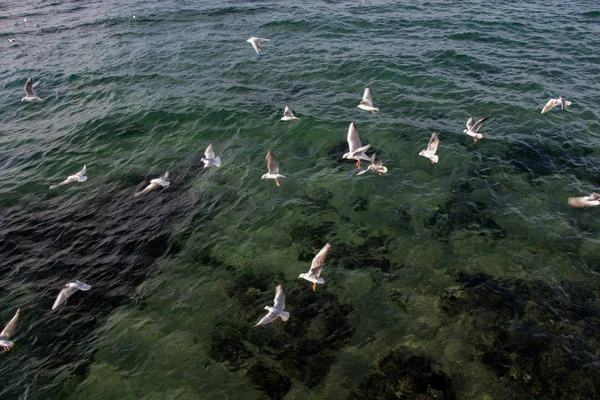 Gaviotas Volando Cielo Sobre Mar —  Fotos de Stock