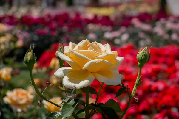 Rózsakert Tele Gyönyörű Friss Rózsákkal — Stock Fotó