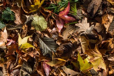 Belirli bir doku kalıbına sahip arka plan