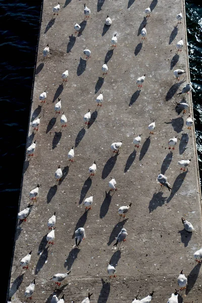 Seagulls Live Urban Environment — Stock Photo, Image