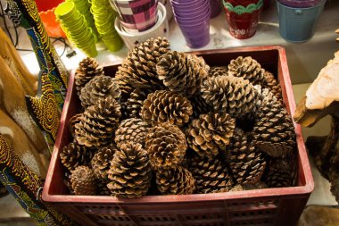 Çam ağaçlarının kozalakları görünürde