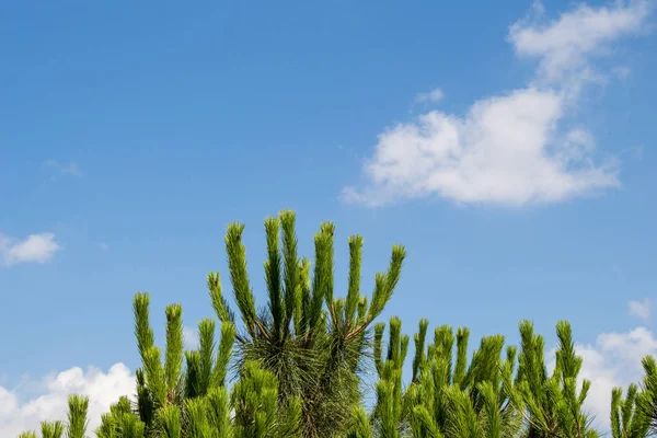 Část Stromu Listí Jako Přirozená Textura Pozadí — Stock fotografie