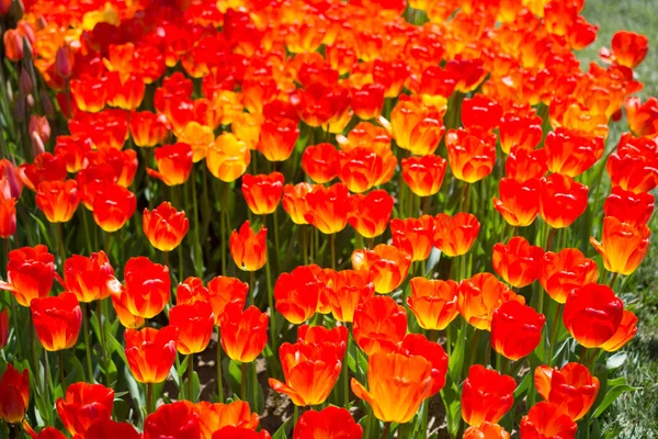 Bunte Tulpenblüten Als Hintergrund — Stockfoto