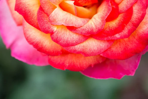 Hermosa Flor Rosa Colorida Fondo Del Jardín —  Fotos de Stock