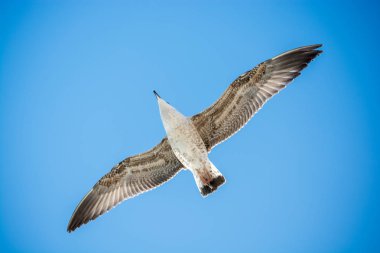 Arka plan olarak mavi gökyüzünde uçan tek bir martı.